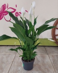 Спатифиллум (d13)