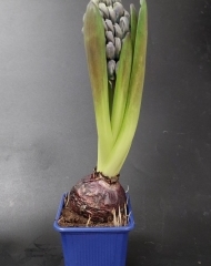 Гиацинт (луковица) в горшке в ассортименте