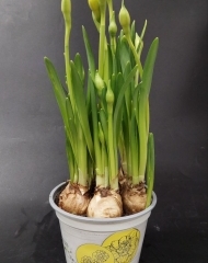 Нарциссы в горшке (d12)