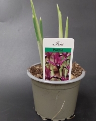 Ирисы в горшке 