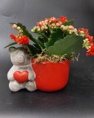 Аранжировка с каланхоэ Каландива в керамическом кашпо