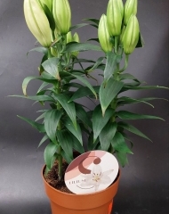 Лилия в горшке (d17)