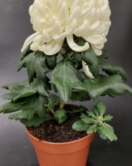 Хризантема кустовая в горшке микс