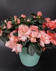 Азалия в ассортименте (d13)