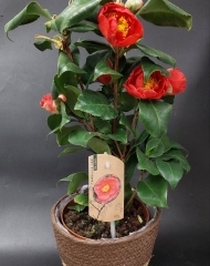 Камелия в горшке