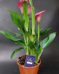 Калла (Зантедехия) в ассортименте