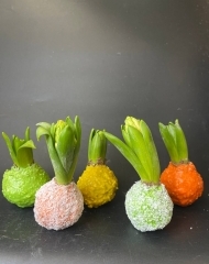 Луковица гиацинта, покрытая воском в ассортименте