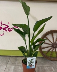 Стрелиция (h100))