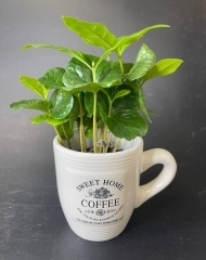 Кофе арабика в чашке в ассортименте (d9)