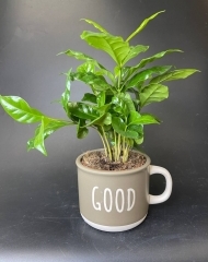 Кофе арабика в чашке в ассортименте