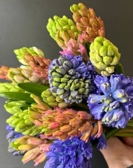 Гиацинт микс