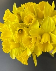 Нарцисс желтый Дастер Матч