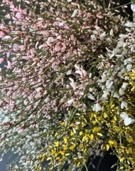 Гениста (Дрок) микс, ветка цветущая