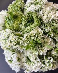 Ранункулюс (лютик) Пон пон