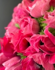 Анемон Мистраль Пинк