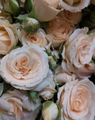 Роза кустовая Тринити