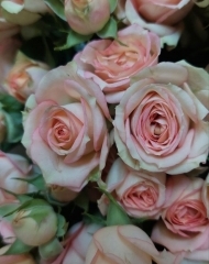 Роза кустовая Озора