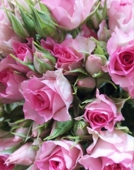 Роза кустовая Рубски