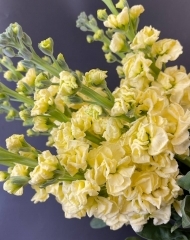 Маттиола (Левкой) в ассортименте