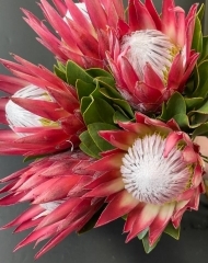 Протея Мадиба Кинг