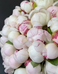 Пион Гардения