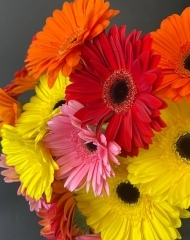 Гербера в ассортименте