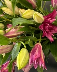 Лилия кустовая