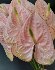 Антуриум розовый