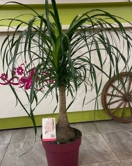 Нолина (Беукарнея) (h105)