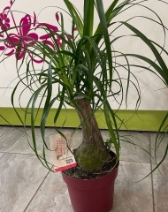 Нолина (Беукарнея) (h70)