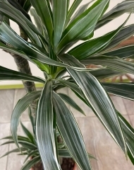 Драцена Дерементис (h130)