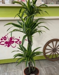 Драцена Лемон Лайм  