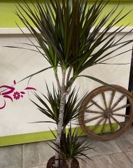 Драцена Маргината (h120)