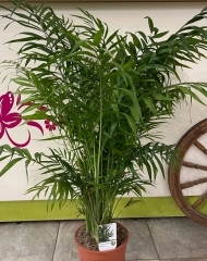 Хамедорея Элеганс (h100)