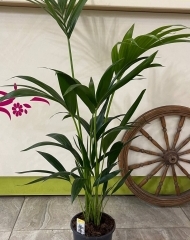 Кентия (Ховея) (h 105)