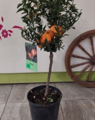 Померанец миртолистный Чинотто Миртифолия (горький апельсин) с плодами 