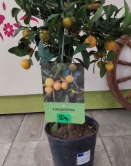 Каламондин (цитрофортунелла),  домашний мандарин с плодами (h 65)