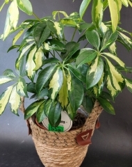 Шефлера (h40)