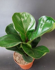 Фикус Лирата