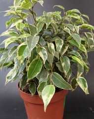 Фикус Бенджамина