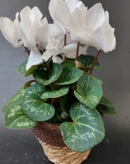 Цикламен в ассортименте (h25)