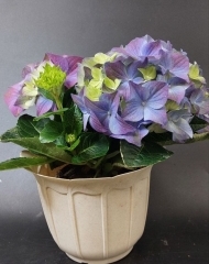 Гортензия (гидрангия) в ассортименте 