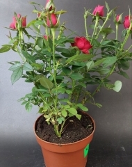 Роза кустовая в ассортименте