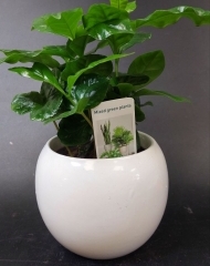 Кофе арабика в керамическом кашпо в ассортименте