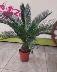 Цикас (h70)