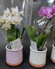 Орхидея Фаленопсис мини (d9)