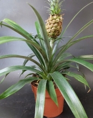 Ананас 
