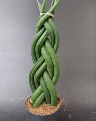 Сансевиерия "косичка"