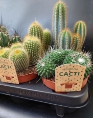 Кактус микс 