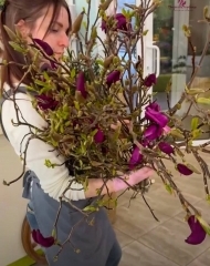 Магнолия, цветущая ветка